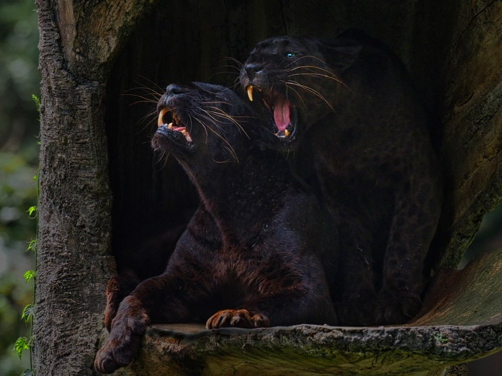 Photograph by Eka Novianto Nugroho