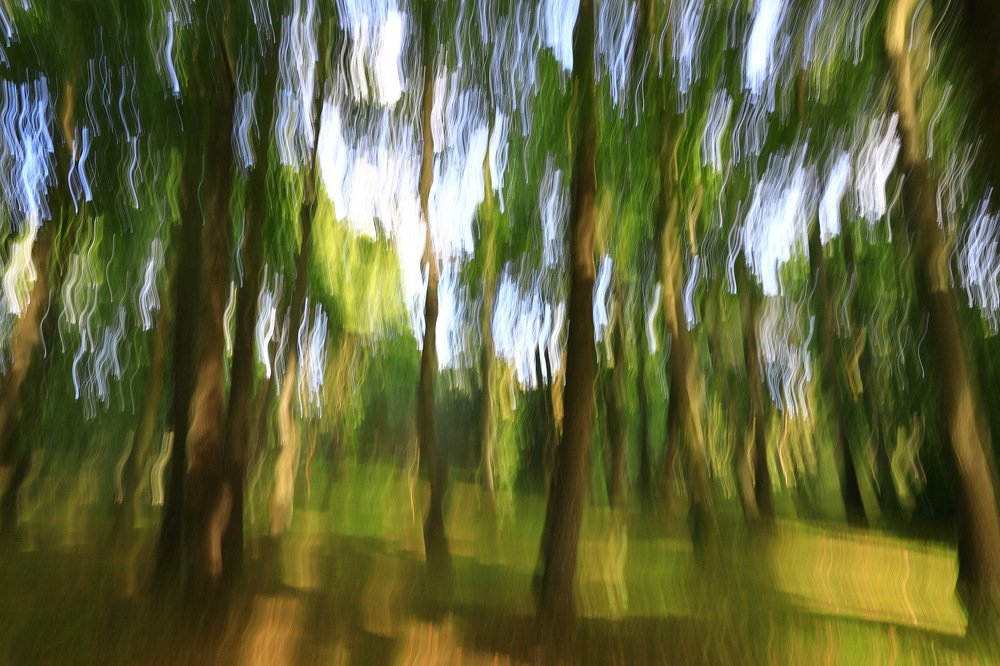 Melody of pines in Palanga...