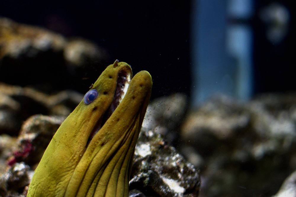 Photograph by Fader Cardona