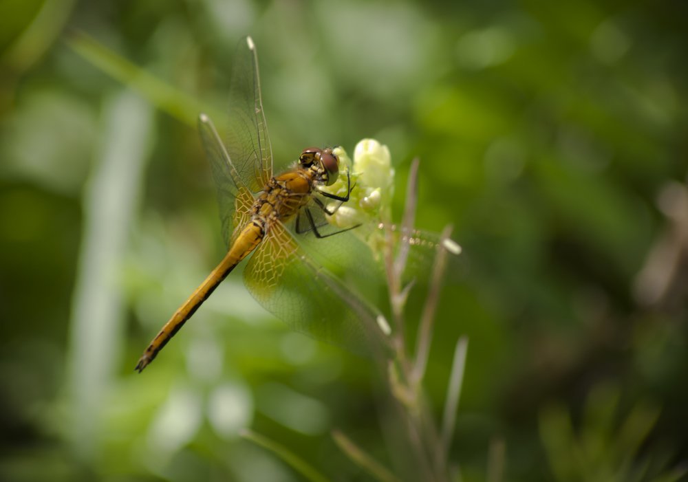 Photograph by коллега