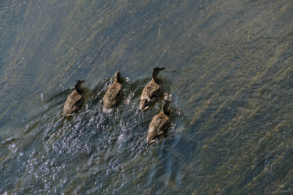 Photograph by Александра Лукашевич