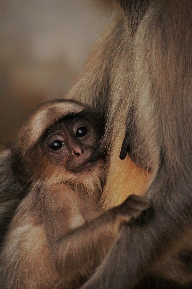 Photograph by Atul mehta