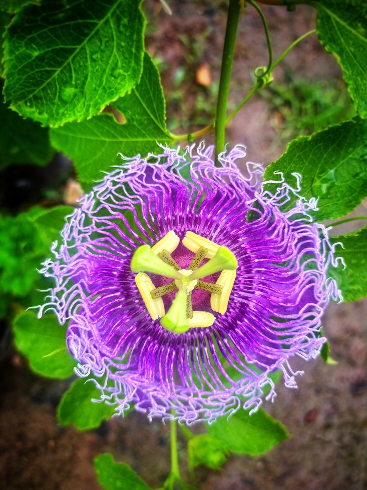 Feel like a mahabharat flower
