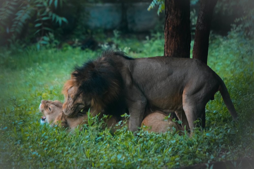 Фотография автора Vijay Richhiya