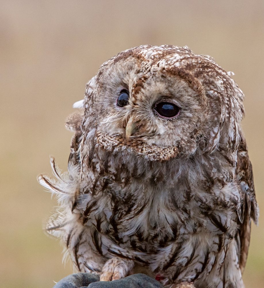 Photograph by Владимир Баулин