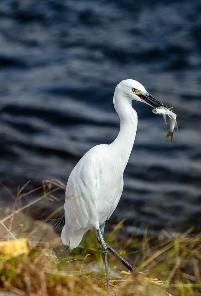 Удачная охота