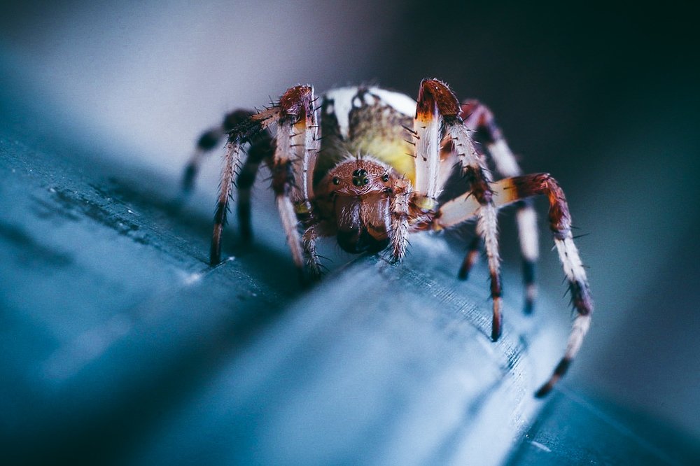 Photograph by Юлия Шматова