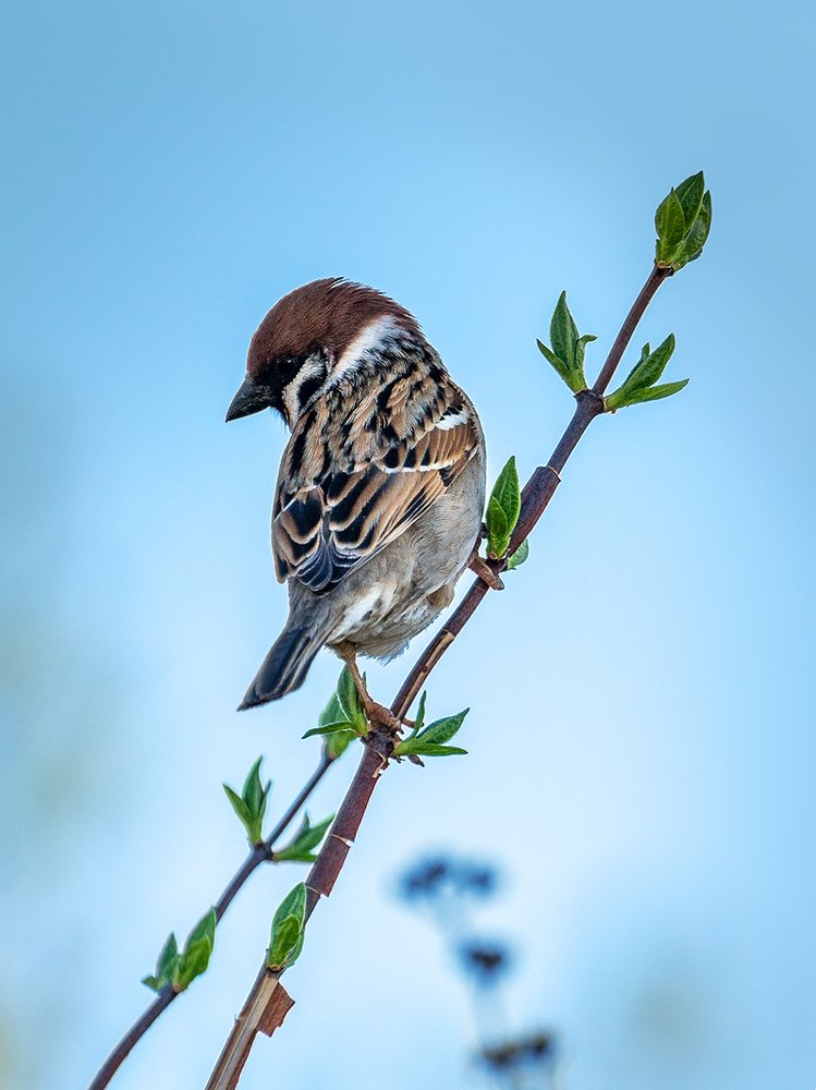 Фотография автора ЯR Ольга