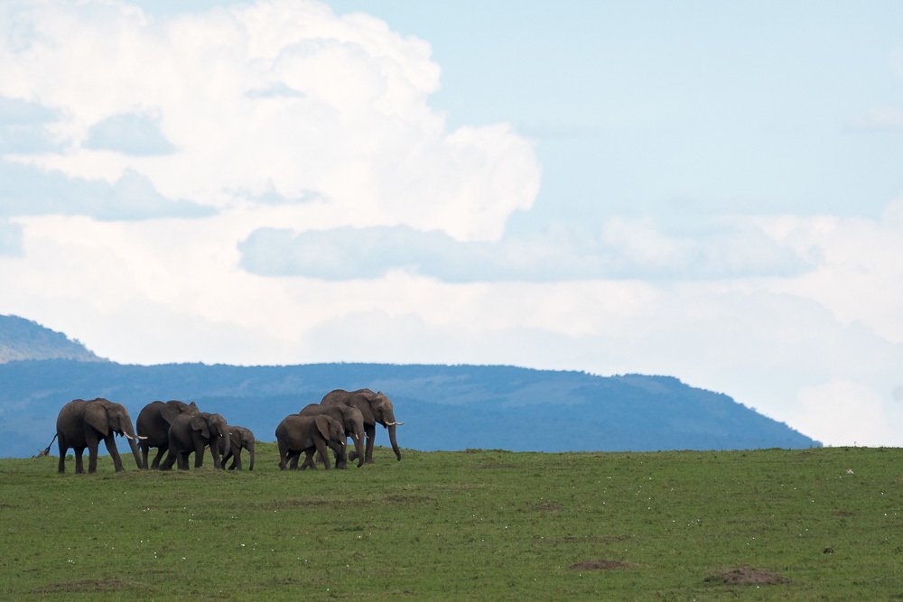 Marching of elephants