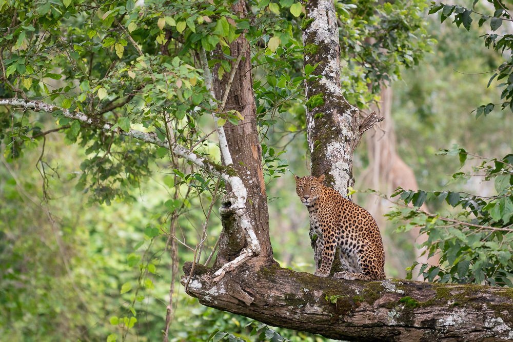 Leopard on the tree