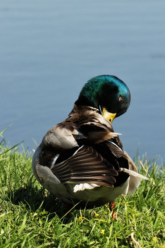 Завидный жених