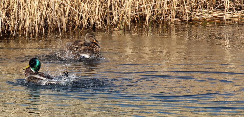 Брачные игры