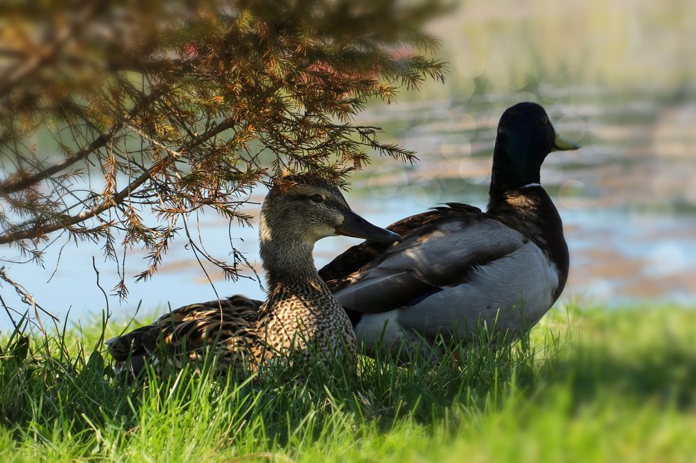 Отдых в тени