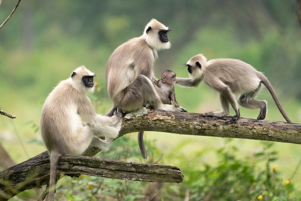 Langur Family