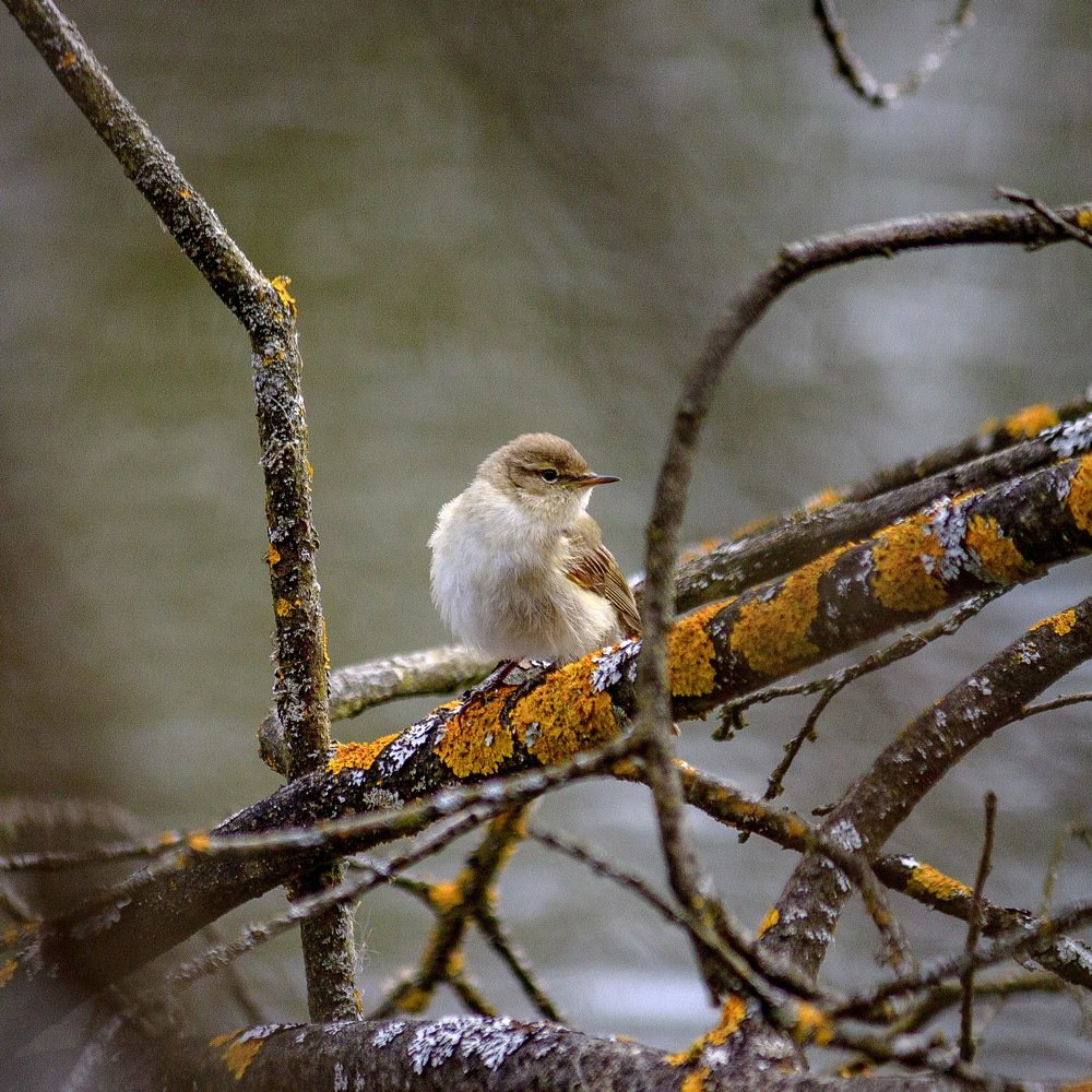 Любопытство