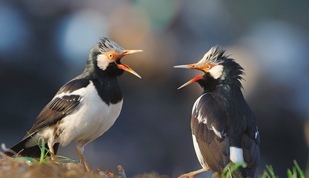 Photograph by Deddy Sumual