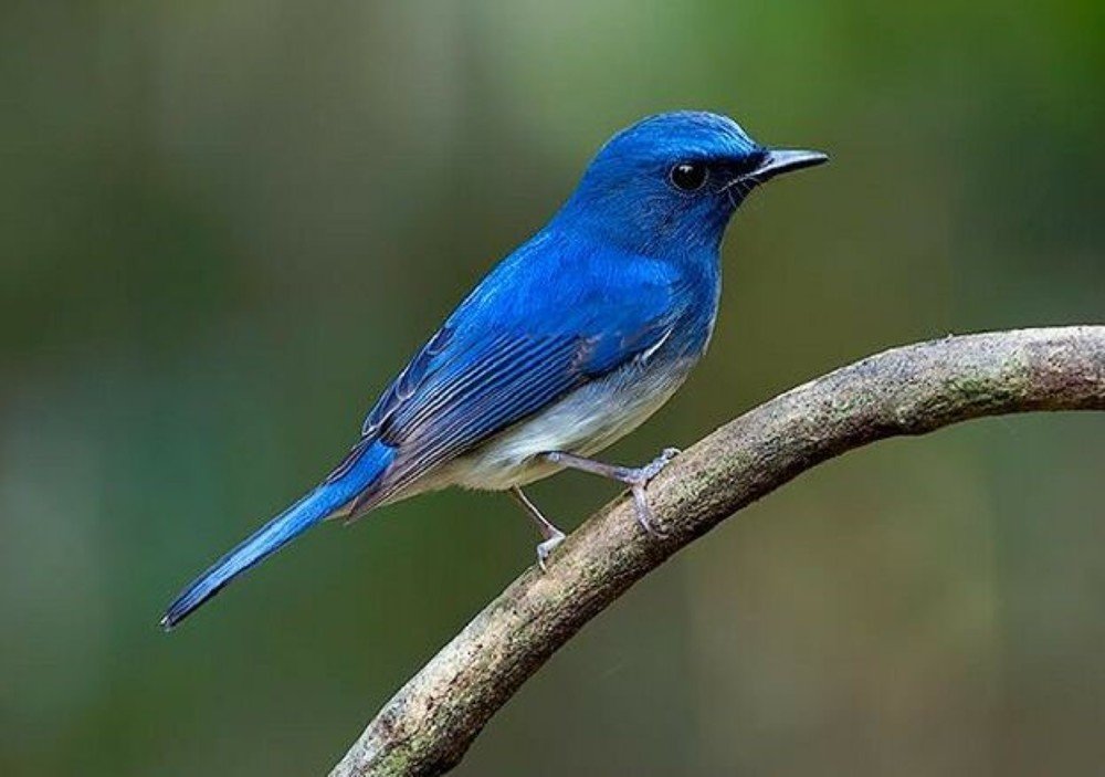 Photograph by Deddy Sumual