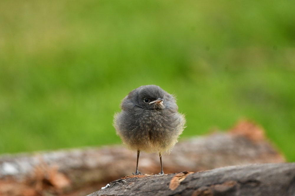 Photograph by Lojze Burja