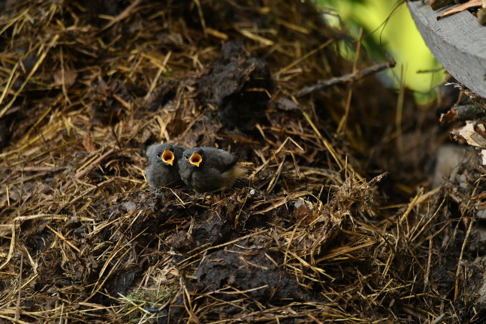 Photograph by Lojze Burja