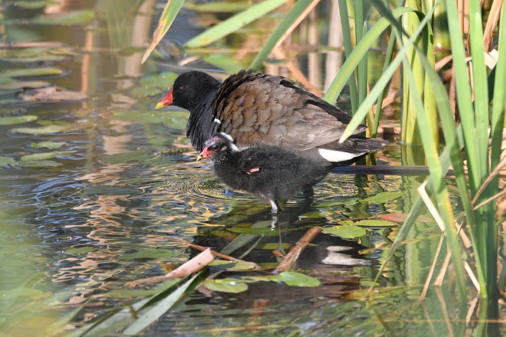 Photograph by Lojze Burja