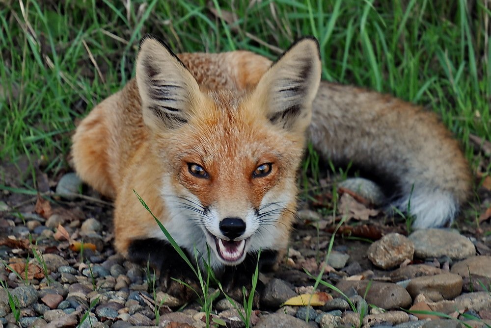 Фотография автора Анатолий Мироненко