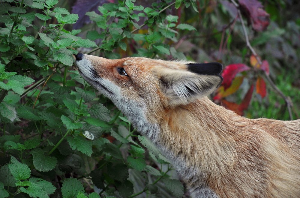 Фотография автора Анатолий Мироненко
