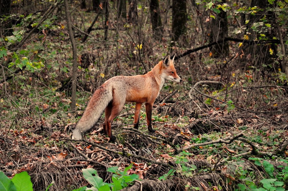 Фотография автора Анатолий Мироненко