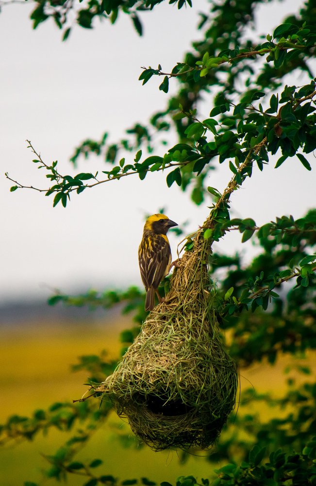 Photograph by Niyazulanver Mohamed Faiz