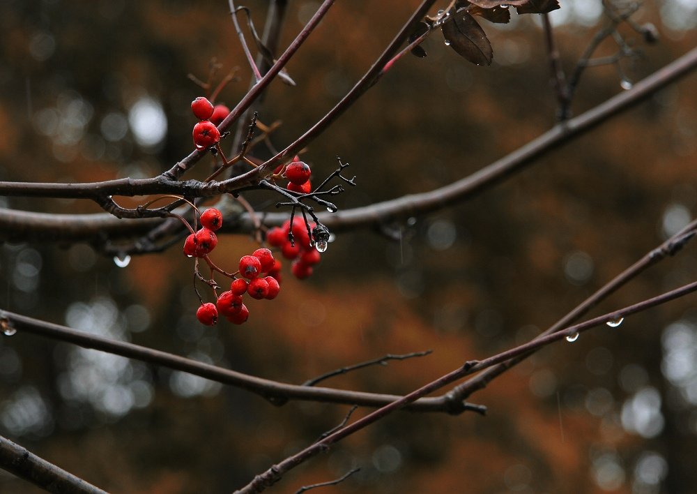Photograph by Алена Яцун