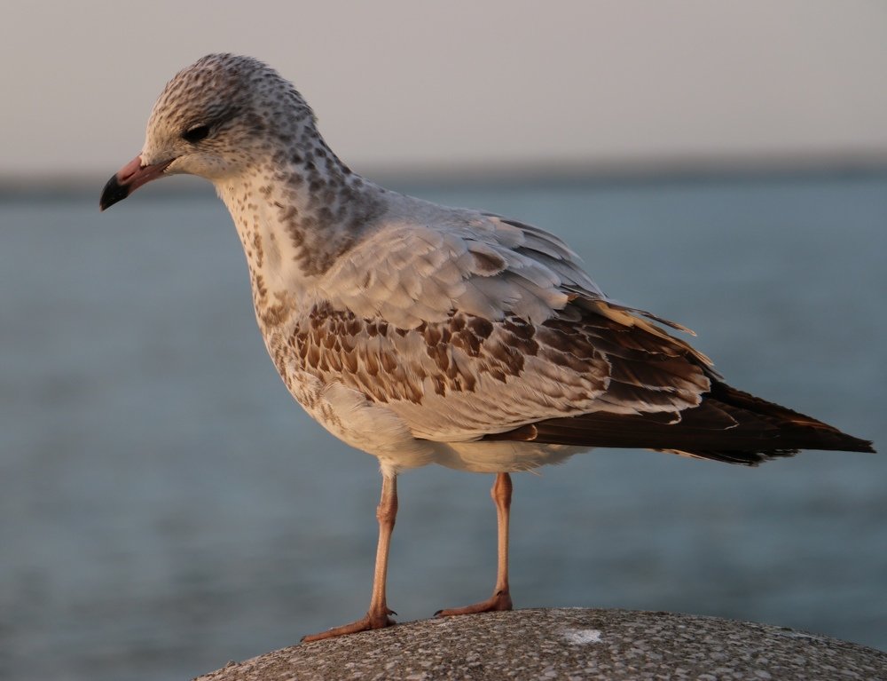 Photograph by Маргарита Венсил.