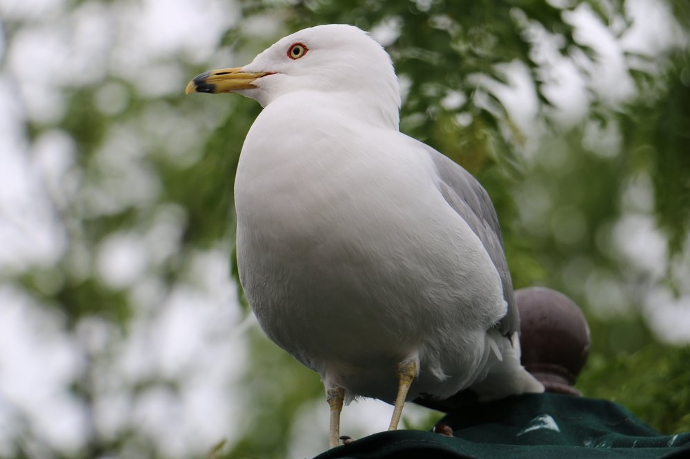 Photograph by Маргарита Венсил.