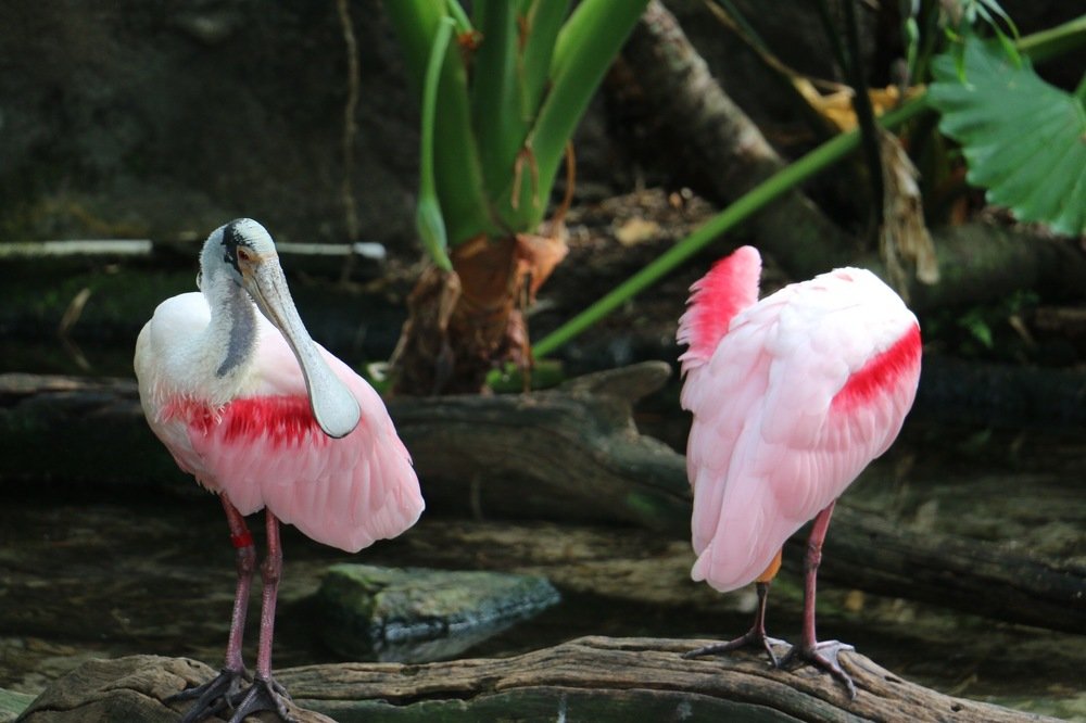 Photograph by Маргарита Венсил.