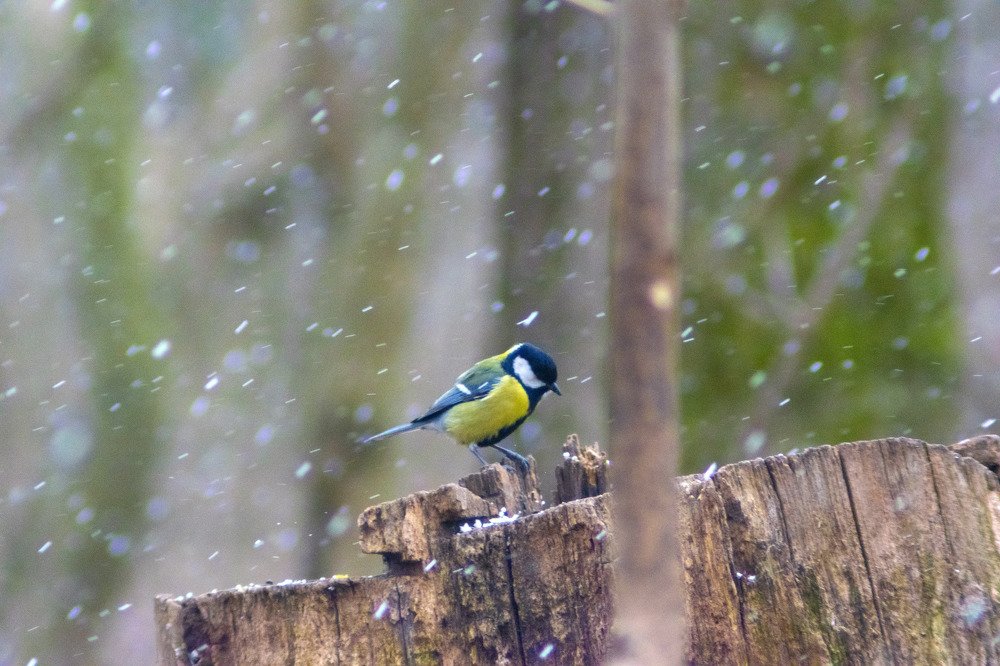 Photograph by Виктор Бурмистров