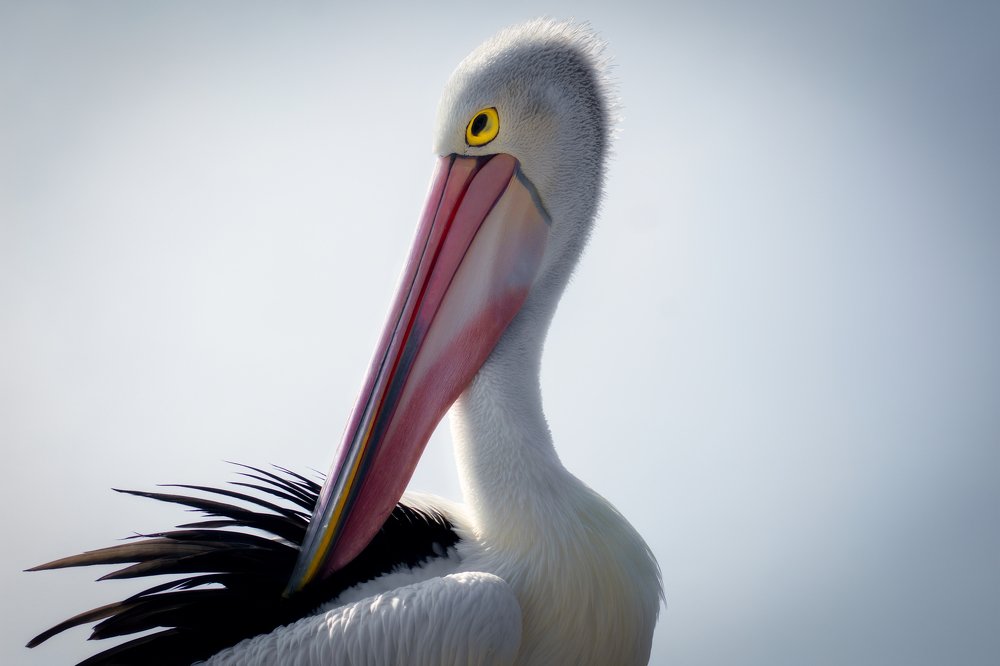 Photograph by Stefano Astorri