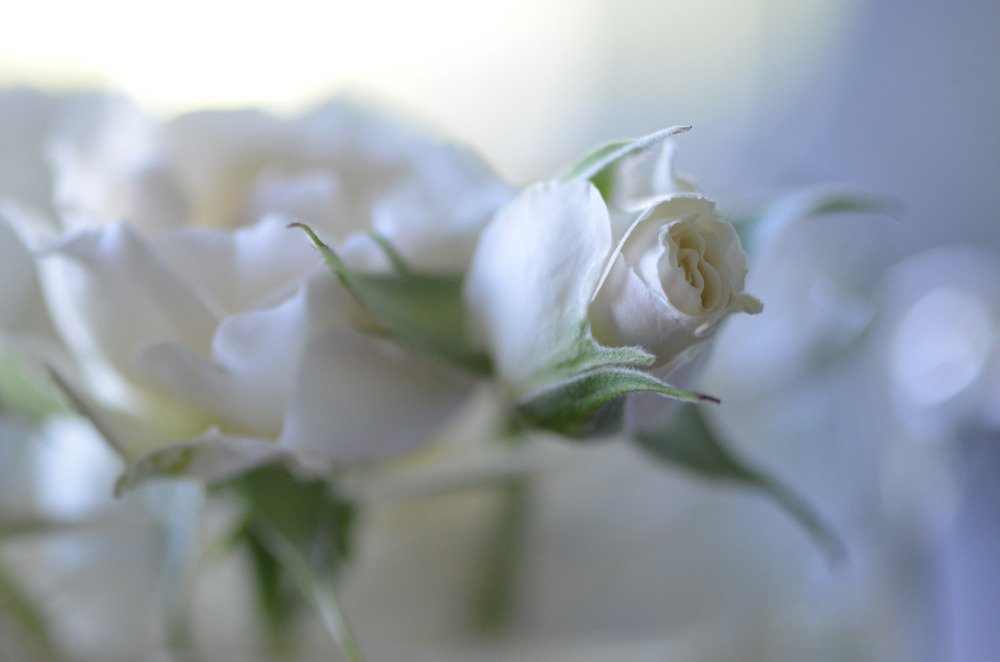 Белые сны...