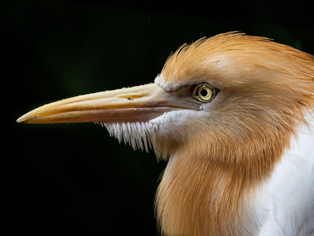 The Cattle Egret