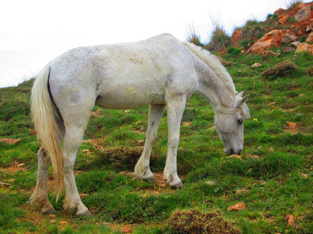 Photograph by Abdolreza Aleagha