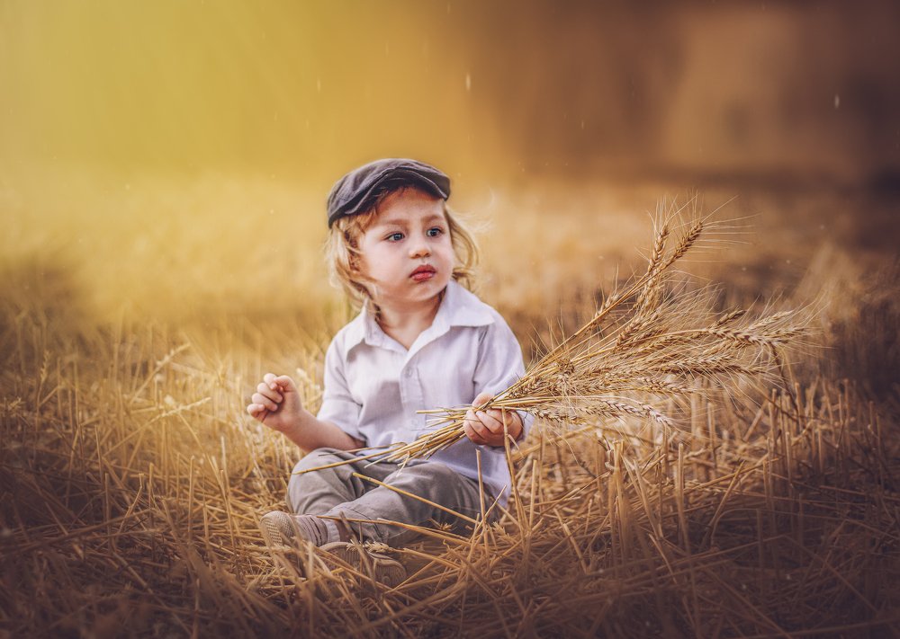 Cebadas al atardecer