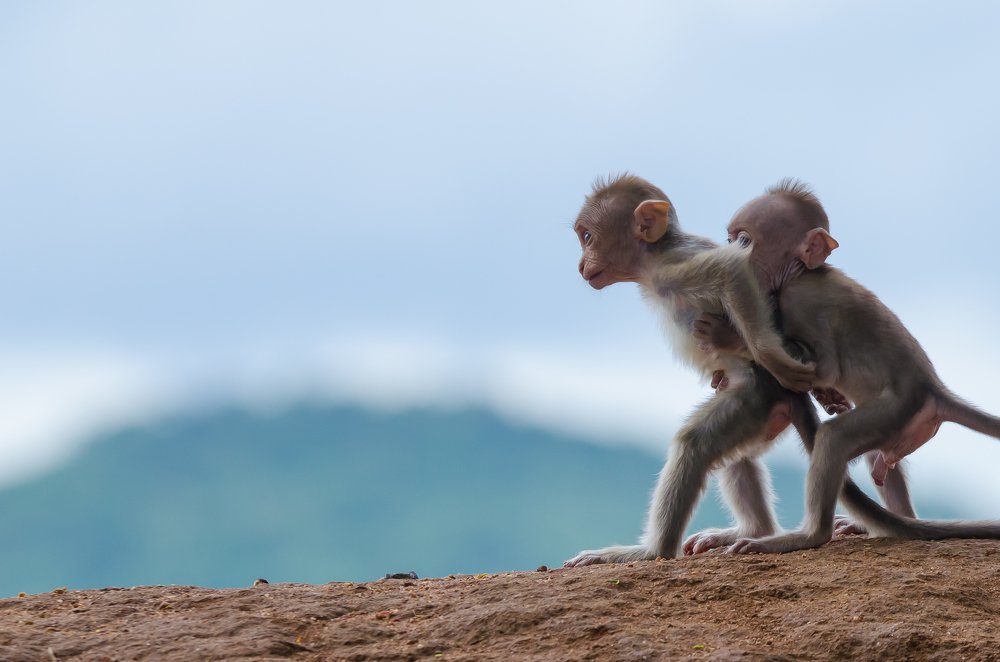 Curious but Cautious