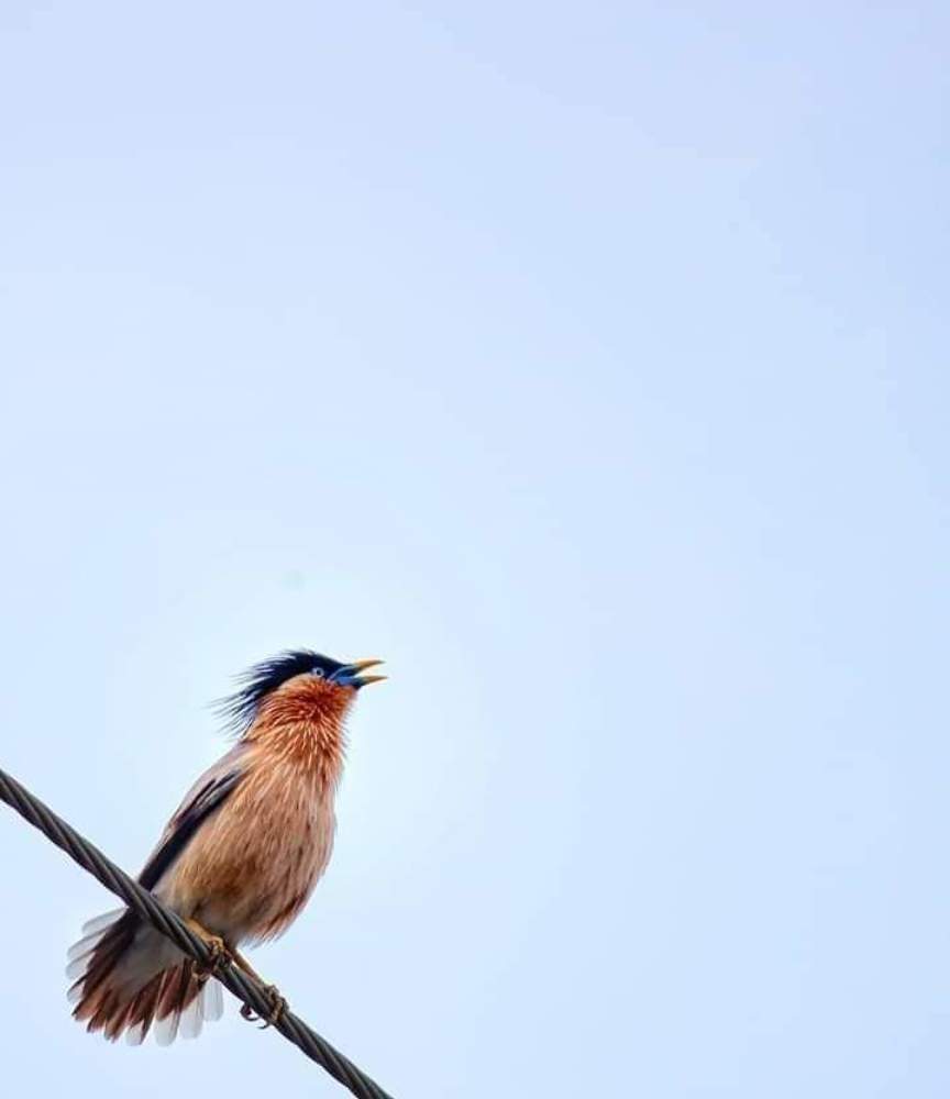 Bamun shalik Bird