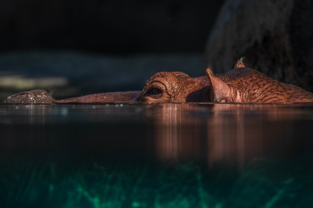 Photograph by Renny Poulose