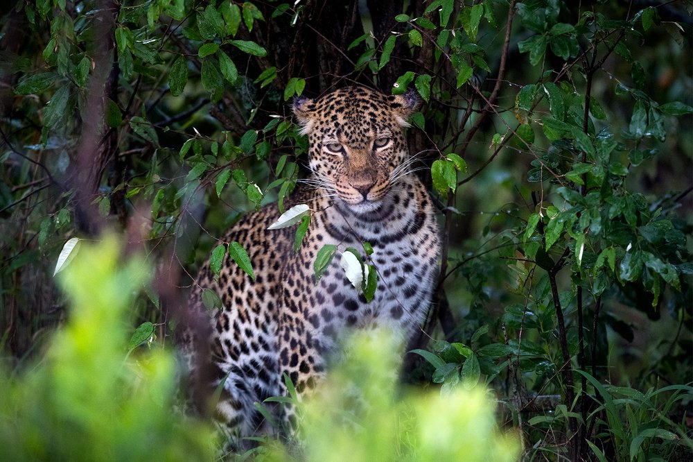 Photograph by Renny Poulose