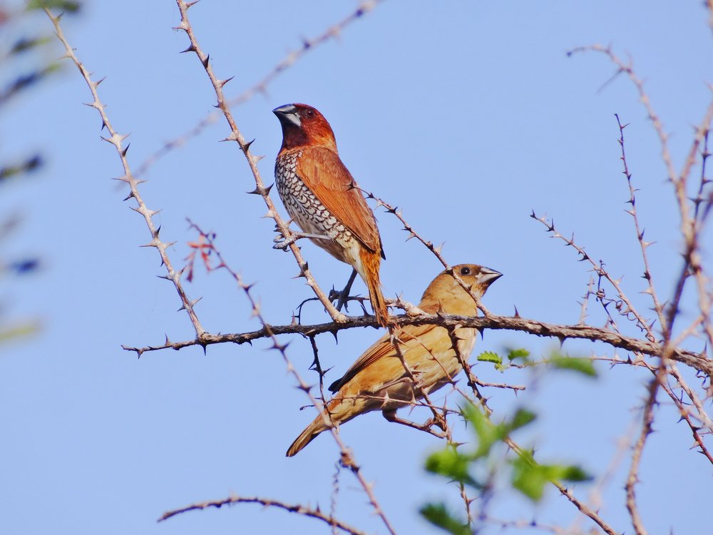 Photograph by Swapnil Bavaria