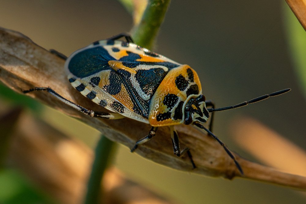 Photograph by Сергей Алтуфьев
