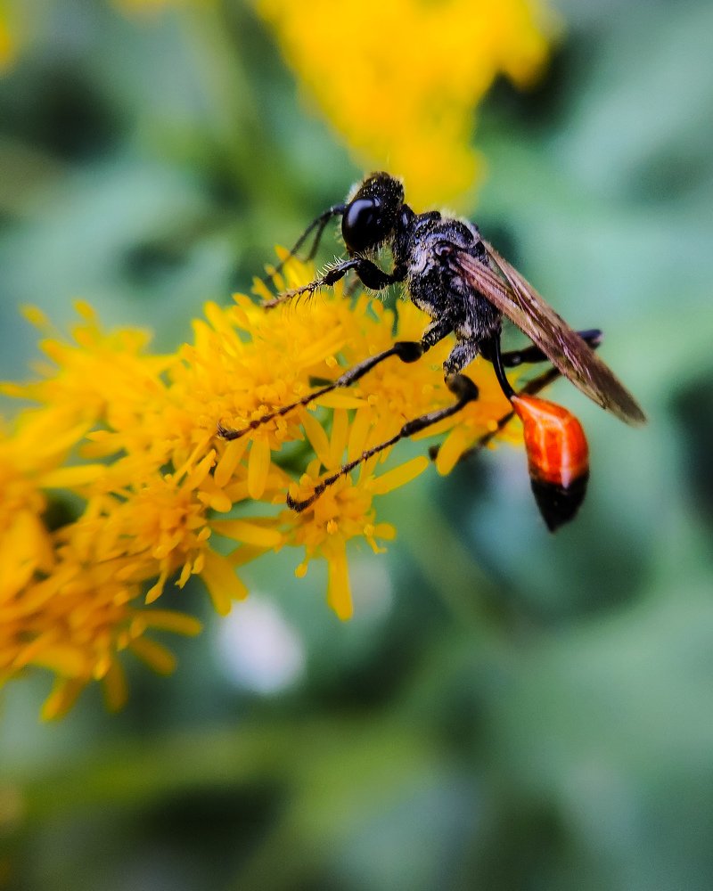 Осиная талия.