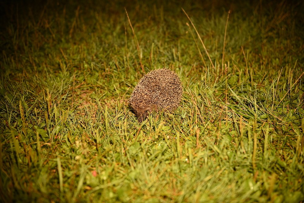 Photograph by Семен Батов