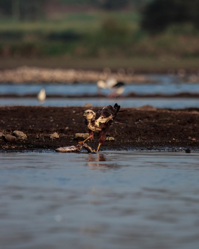 A Harrier with its Kill