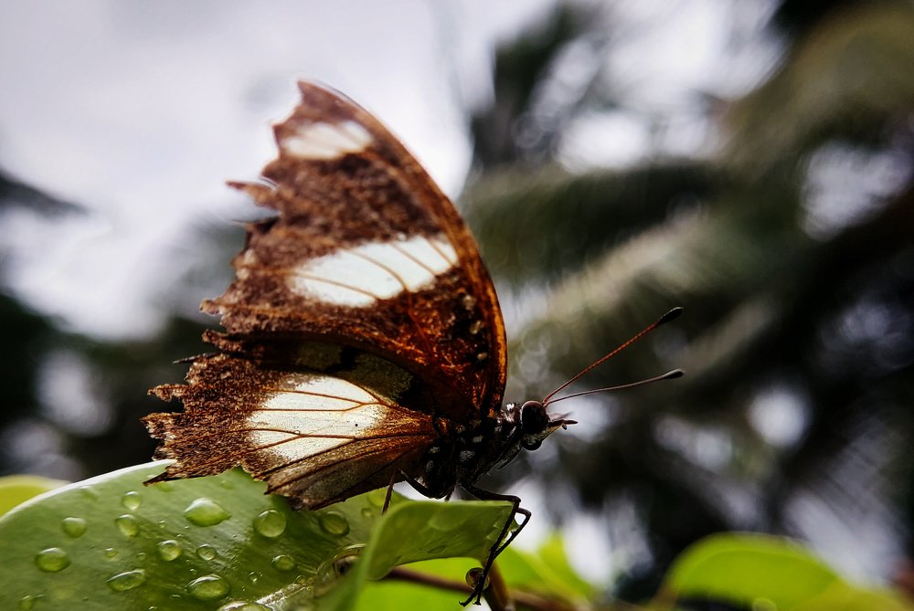 Beautiful Butterfly