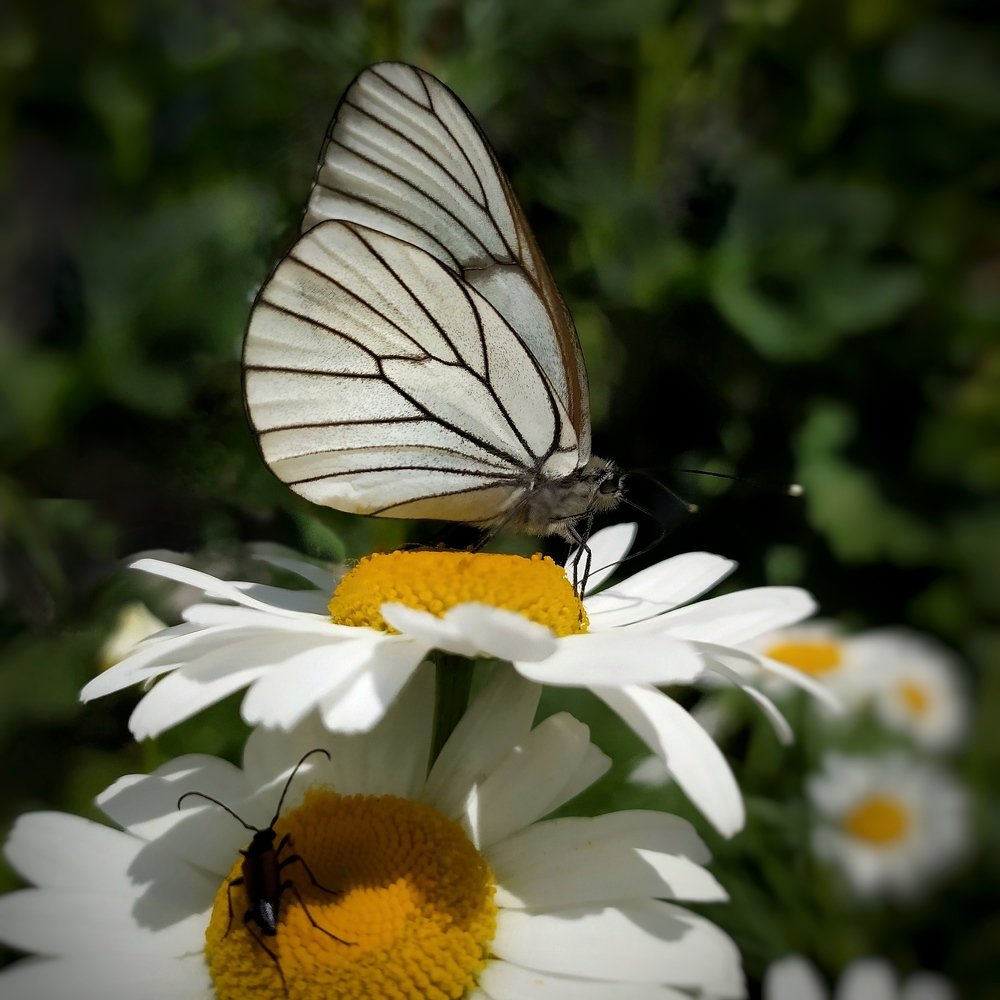 Photograph by Татьяна Кравченко