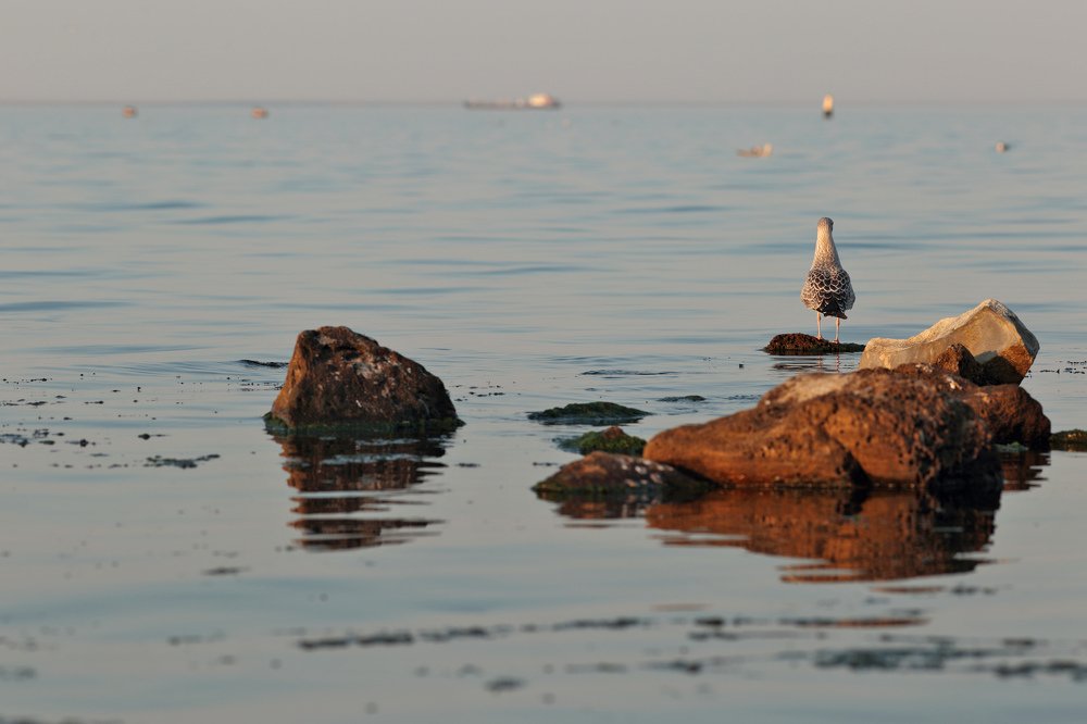Чайки и камни. Вдальсмотрящий